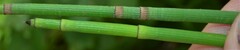 Equisetum laevigatum