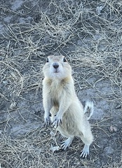 Urocitellus richardsonii