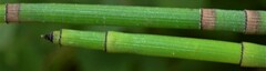 Equisetum laevigatum
