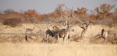 Equus quagga burchellii