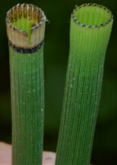 Equisetum laevigatum