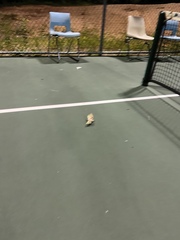 Pachysphinx occidentalis