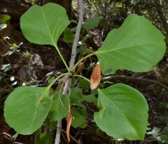 Fraxinus anomala