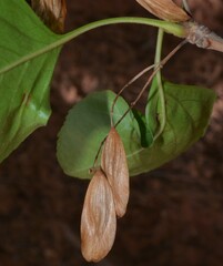Fraxinus anomala