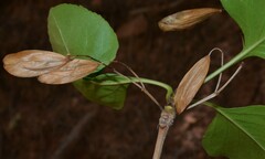 Fraxinus anomala