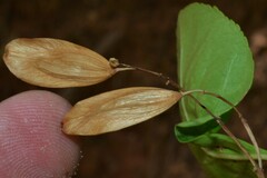 Fraxinus anomala