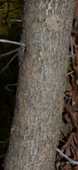 Fraxinus anomala