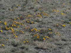 Gazania