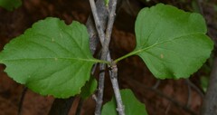 Fraxinus anomala