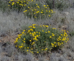Osteospermum