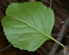 Fraxinus anomala