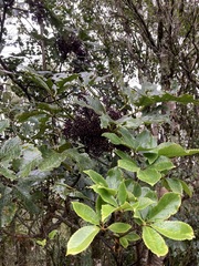 Pseudopanax arboreus