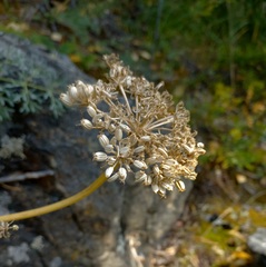 Phlojodicarpus sibiricus