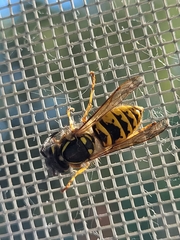 Vespula vulgaris