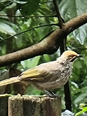 Pycnonotus zeylanicus