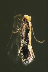 Monopis obviella