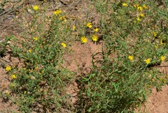 Heterotheca villosa