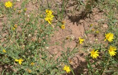 Heterotheca villosa