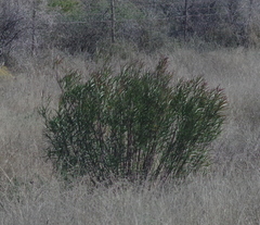 Gomphocarpus fruticosus