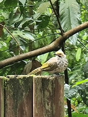 Pycnonotus zeylanicus