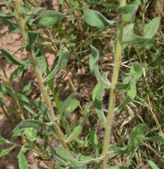 Heterotheca villosa