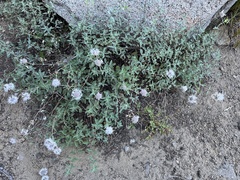 Monardella odoratissima