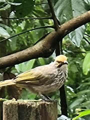 Pycnonotus zeylanicus