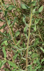 Heterotheca villosa