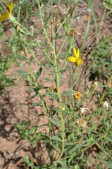 Heterotheca villosa