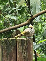 Pycnonotus zeylanicus