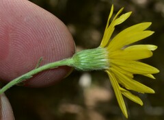 Heterotheca villosa