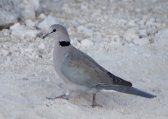 Streptopelia capicola damarensis