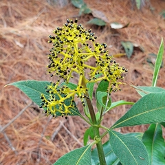 Palicourea aschersoniana