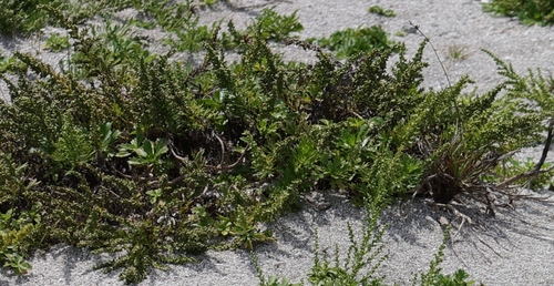 Image of Artemisia japonica by (c) 胡正恆(Jackson Hu), some rights reserved (CC BY)
