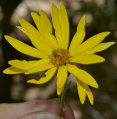 Heterotheca villosa