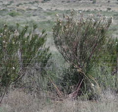 Gomphocarpus fruticosus