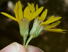 Heterotheca villosa
