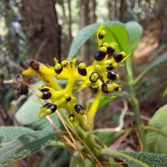 Palicourea aschersoniana