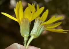 Heterotheca villosa