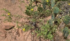 Heterotheca villosa