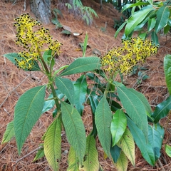 Palicourea aschersoniana