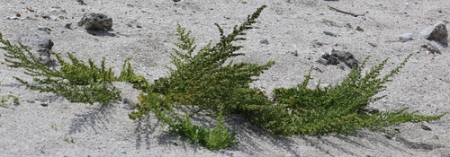 Image of Artemisia japonica by (c) 胡正恆(Jackson Hu), some rights reserved (CC BY)