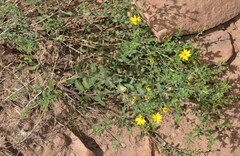Heterotheca villosa