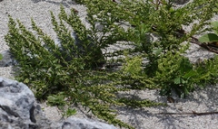 Artemisia capillaris