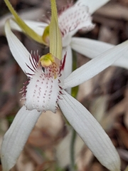 Caladenia