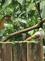 Pycnonotus zeylanicus