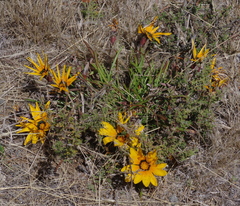 Gazania