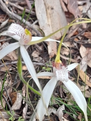 Caladenia