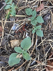 Heliotropium europaeum