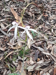 Caladenia